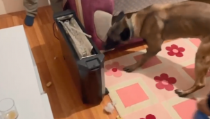 Detektör köpek ısıtıcının içinde buldu