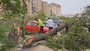 Fırtına etkili oldu ağacı gövdesinden kırdı