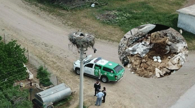 Göçmen leylekler 20 yılı aşkın köyün misafiri