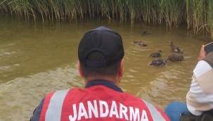 Yavru angutlar için seferber oldular