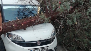 Park halindeki aracı ezdi