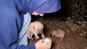 Ölmek üzere olan yavrulara üniversite öğrencisi sahip çıktı