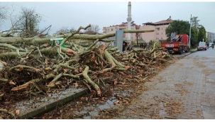 600 senelik ağaç rüzgara dayanamadı