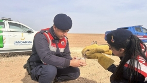 Jandarma yaralı ve bitkin halde buldu