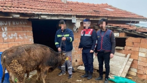 Hayvan hırsızları yakalandı