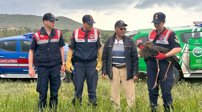 Nadir görülen tür koruma altına alındı