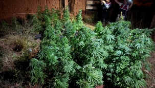 Jandarmadan uyuşturucu operasyonu