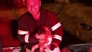 Kurtardıktan sonra bakın ne yaptı