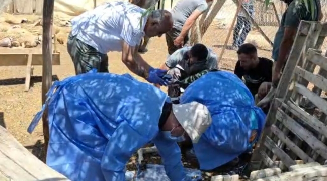 Kırıkkale'de küçükbaş hayvan ölümleri
